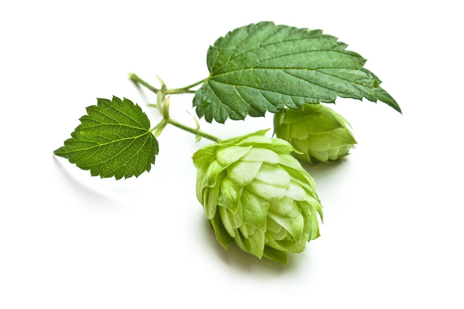hops-good